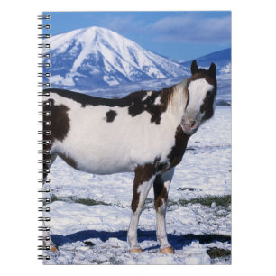Caderno Espiral Pinte o cavalo que está na neve