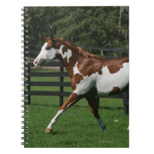 Caderno Espiral Pinte o cavalo que funciona 1