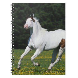 Caderno Espiral Pinte o cavalo que funciona no campo gramíneo