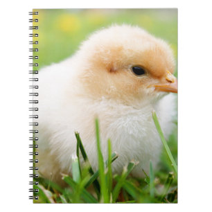 Caderno Espiral Pintinho