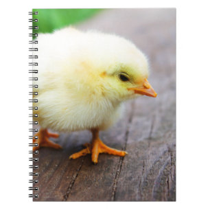 Caderno Espiral Pintinho páscoa