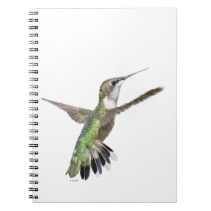 Caderno Espiral Pintura de Berylline Hummingbird