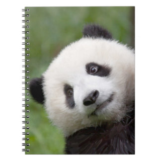 Caderno Espiral Pintura do filhote da panda