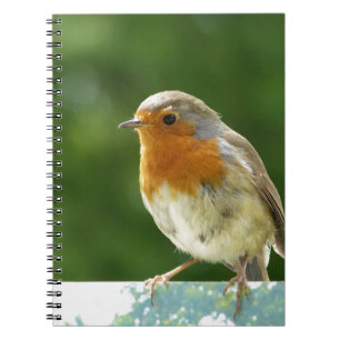 Caderno Espiral Pisco de peito vermelho vermelho