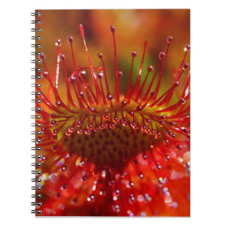 Caderno Espiral Planta de sol carnívora vermelha.