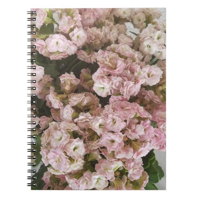 Caderno Espiral Planta rosa de Kalanchoe (Frente)