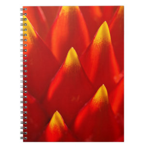 Caderno Espiral Planta vermelha e verde em fotografia fechada