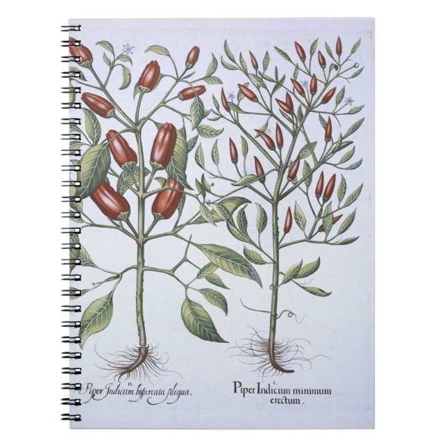 Caderno Espiral Plantas da pimenta, 'do Hortus Eystettensi (Frente)
