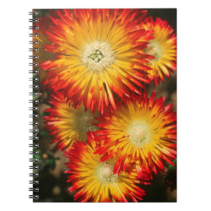 Caderno Espiral Plantas de Gelo (Lampranthus Aureus) em Flor