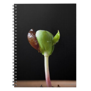 Caderno Espiral Plântulas de Apple com escudo da semente