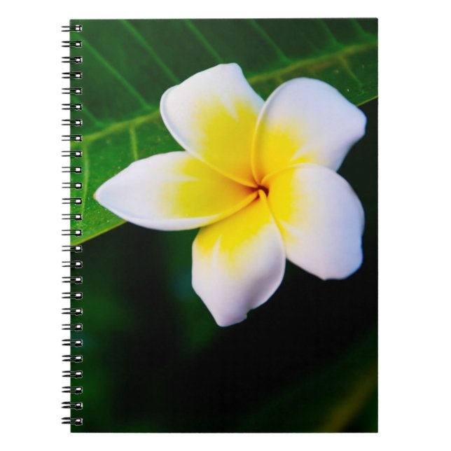 Caderno Espiral plumeria (Frente)