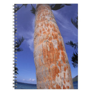 Caderno Espiral Polinésia Francesa, Bora Bora, Palmeiras