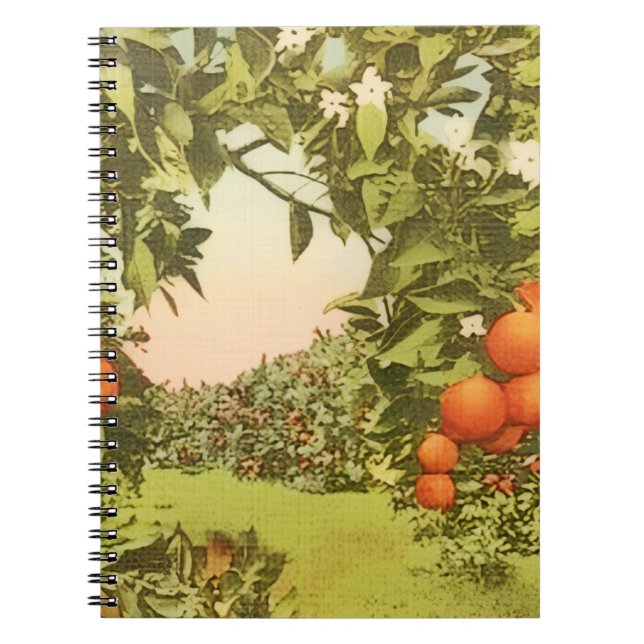 Caderno Espiral Pomar de Laranja Antigo (Frente)