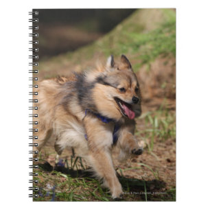 Caderno Espiral Pomeranian que funciona com chicote de fios sobre