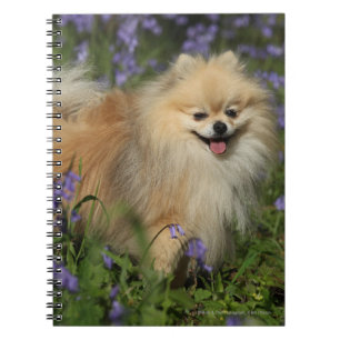 Caderno Espiral Pomeranian que olha a câmera nos Bluebells
