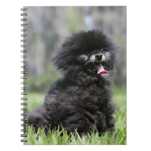 Caderno Espiral Pomeranian superior preto
