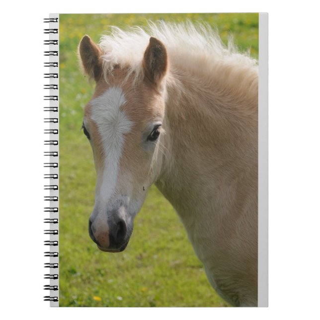 Caderno Espiral Pônei de Haflinger (raça rara) (Frente)