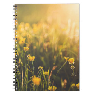 Caderno Espiral Pôr-do-sol do botão de ouro