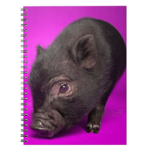 Caderno Espiral Porco preto do bebê