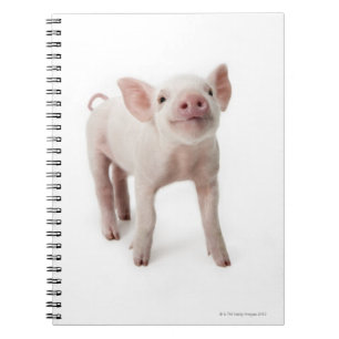 Caderno Espiral Porco que está de vista acima