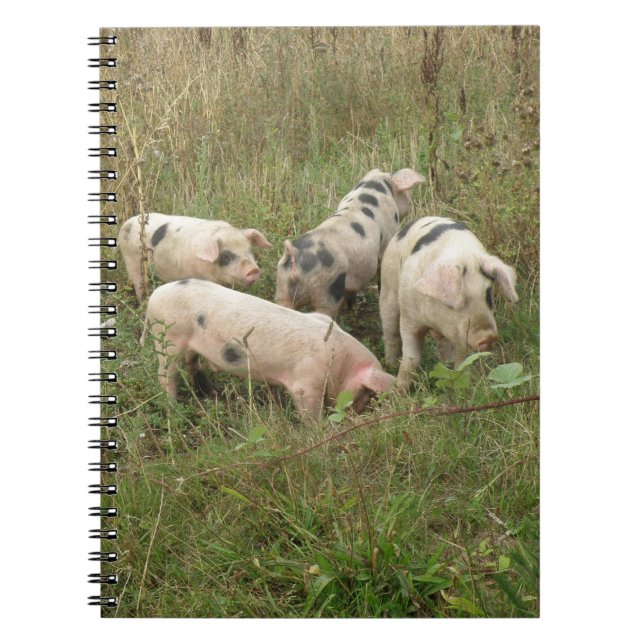 Caderno Espiral Porcos em um notebook de campo (Frente)