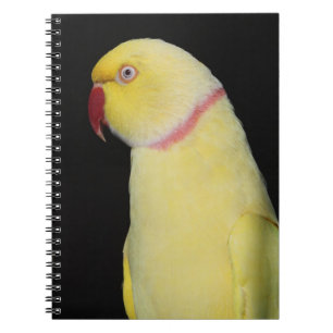 Caderno Espiral Pose do Parakeet de Ringneck do indiano de Lutino