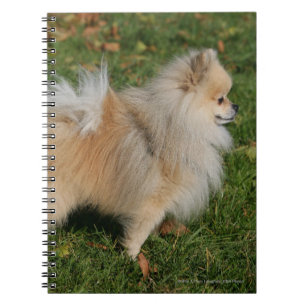 Caderno Espiral Posição de Pomeranian