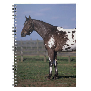 Caderno Espiral Posição do cavalo do Appaloosa
