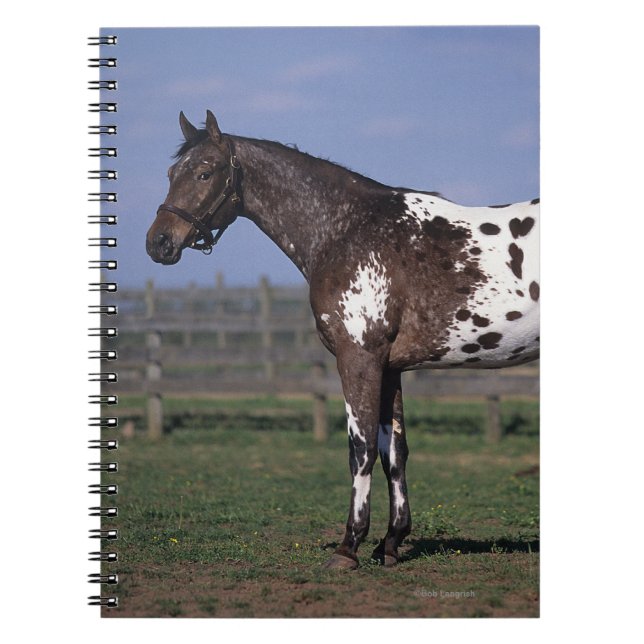 Caderno Espiral Posição do cavalo do Appaloosa (Frente)