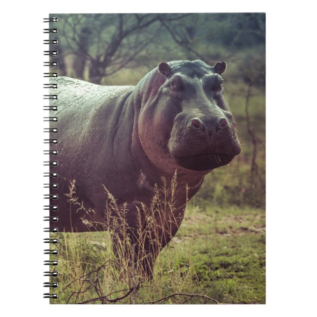 Caderno Espiral Posicionando Hippo na Câmara na Folhagem da África (Frente)