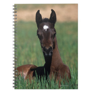 Caderno Espiral Potro árabe que estabelece