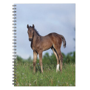 Caderno Espiral Potro do puro-sangue que está na grama
