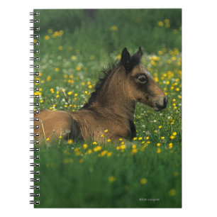 Caderno Espiral Potro que estabelece nas flores