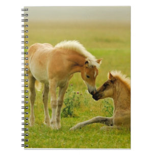 Caderno Espiral Potros do cavalo