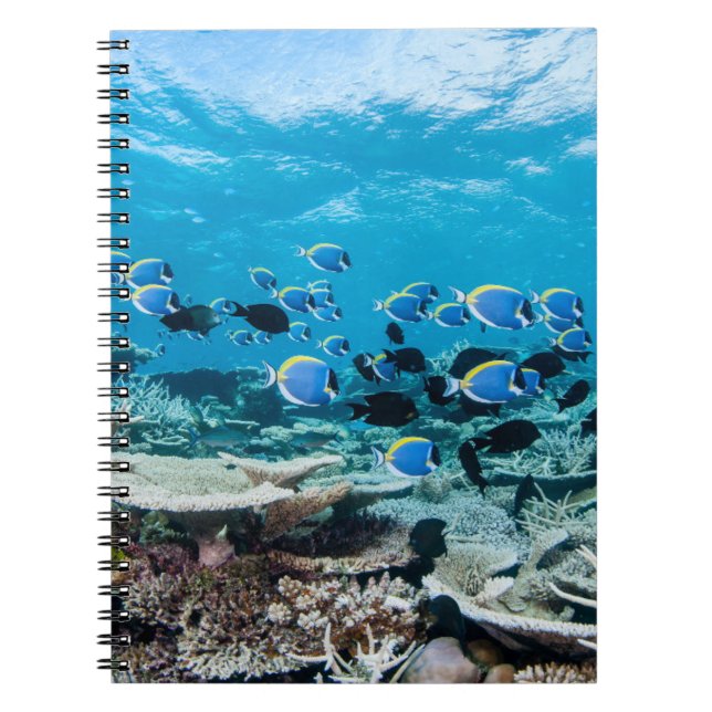 Caderno Espiral Praias Tropicais | Sturgeon Entre Coral (Frente)