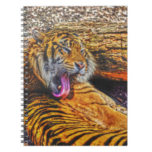Caderno Espiral Preening Sumatran Tiger Big Cat Willife Art