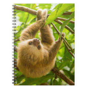 Caderno Espiral Preguiça de cabeça para baixo das imagens de