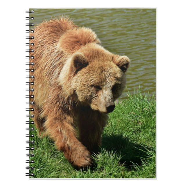 Caderno Espiral Presentes De Urso Real, Urso Grizzly, Diário De Ur (Frente)