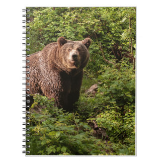Caderno Espiral Presentes De Urso Real, Urso Grizzly, Diário De Ur