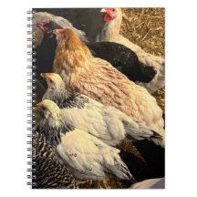Pretty Chickens Notebook
