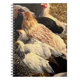 Caderno Espiral Pretty Chickens Notebook