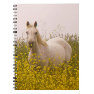 Caderno Espiral Primavera