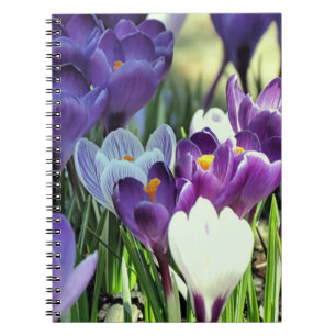 Caderno Espiral Primavera crocusa - notebook