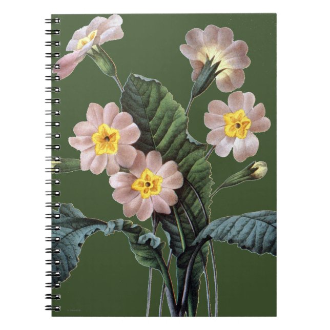 Caderno Espiral Prímula (Primula Aucalis) (Frente)