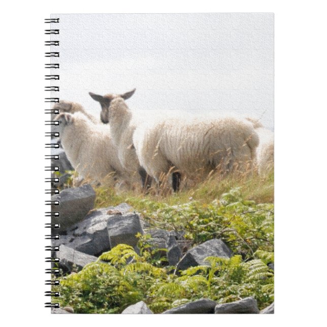 Caderno Espiral Projetos Excêntricos - Ovelhas em um campo (Frente)
