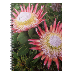 Caderno Espiral Protea-rei (Protea Cynaroides), Helderberg