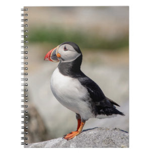 Caderno Espiral Puffin Atlântico em Machias, Maine