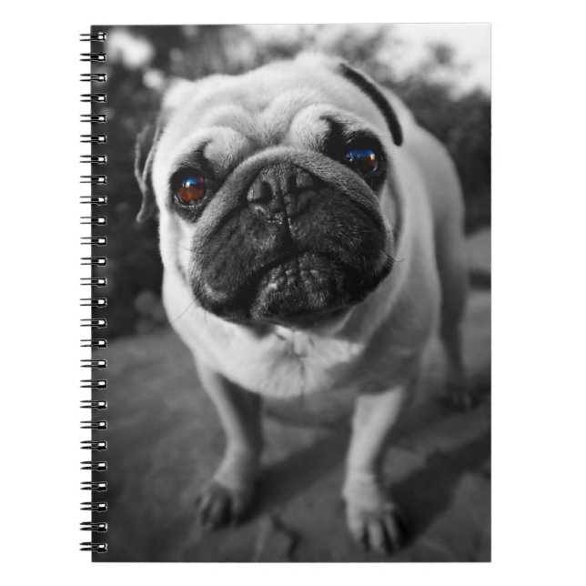 Caderno Espiral Pug bonito (Frente)
