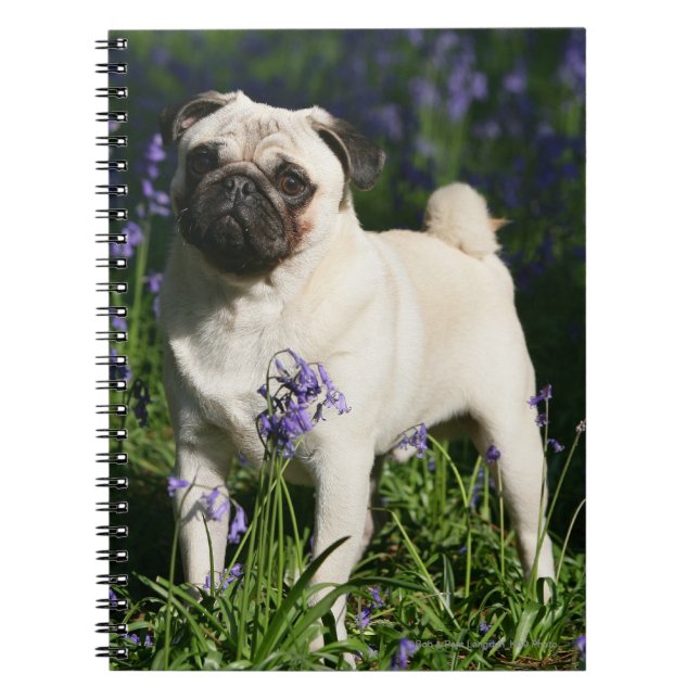 Caderno Espiral Pug da jovem corça que está nos Bluebells (Frente)