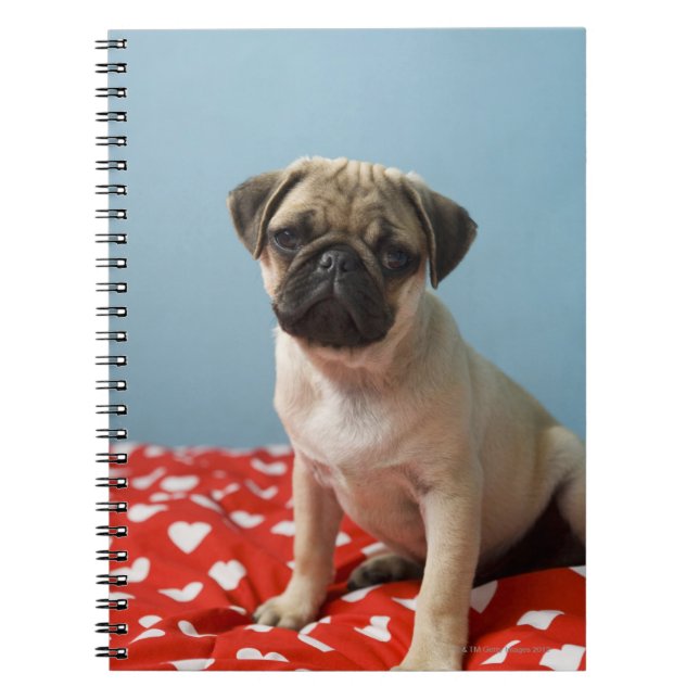 Caderno Espiral Pug filhote sentado na cama (Frente)